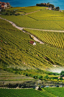 Des vignes et des hommes