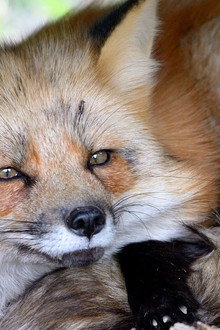 A Wild Fox Life