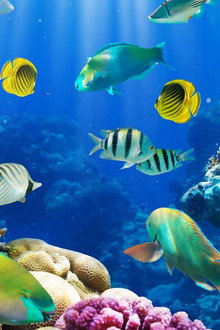 Fish School 2