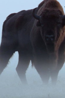 Le Bison d'Europe, colosse de la forêt