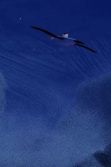 Earth To Albatross