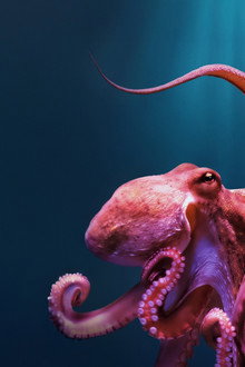 Octopus!