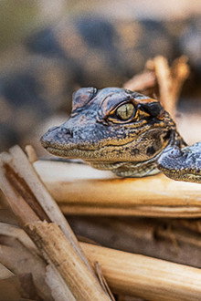 Prowlers of the Everglades