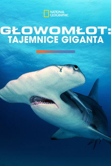 Głowomłot olbrzymi
