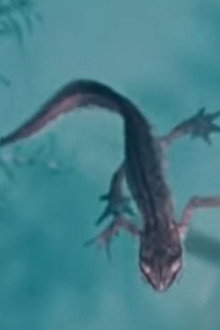 Life and Death in A Pond
