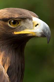 Eagle Power