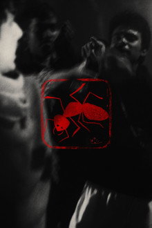 বিষ পিঁপড়া