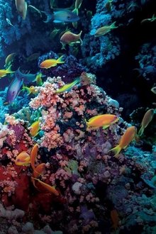 Ocean-Parks