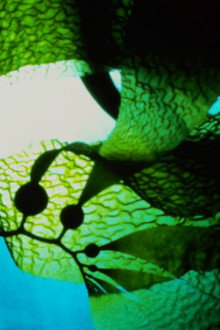 Seaweed Stories