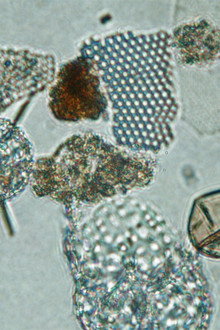 Ballast Balade pour dinoflagellés