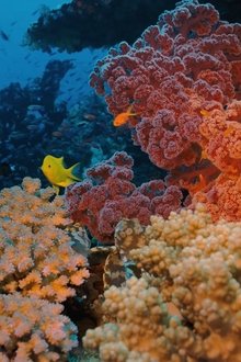 Coral-Reef-Adventure