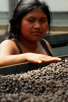 Les maîtres du café