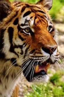 The-Secret-Lives-Of-Big-Cats