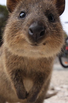 Happy Animals