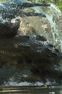 Crocodile: Australia's Greatest Survivor