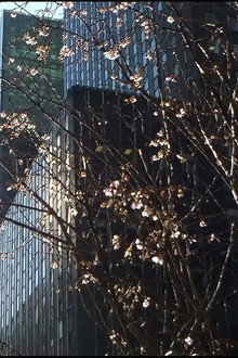 City Foliage