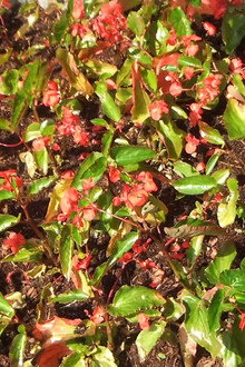 Red Green
