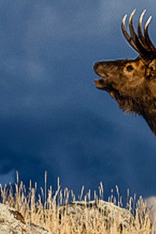 The Olympic Elk