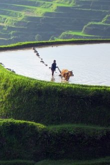 Wild-China