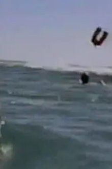 Shark's Paradise
