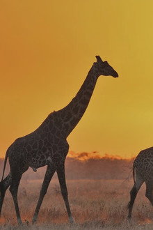 Serengeti - Expeditionen ins Tierreich