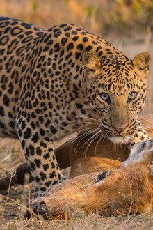 Predator v Prey