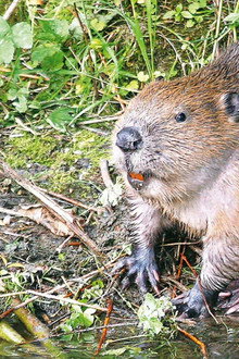Die Rückkehr der Biber: Wilde Baumeister