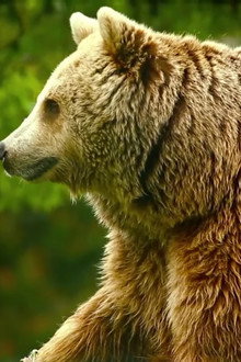 Unedited Footage of a Bear