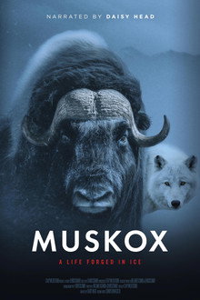 Muskox