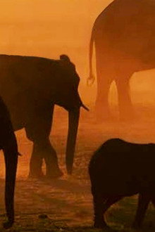Disneynature: Migration