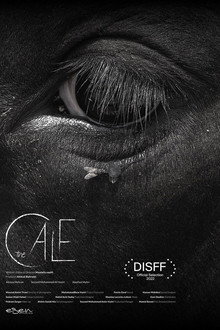 The Calf