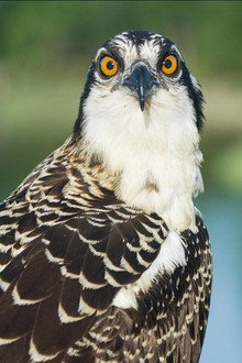 Season of the Osprey