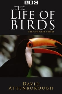 Poster da série The Life of Birds