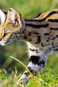 Servale - Afrikas unbekannte Katzen