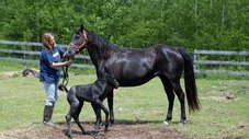 Cavalo Maravilha