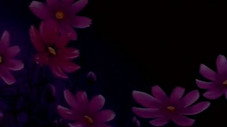 Le miracle de la clé des fleurs