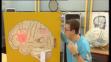 Le cerveau 2 : j'ai la mémoire qui flanche