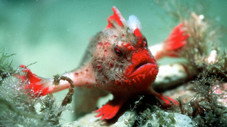 Des prairies sous la mer