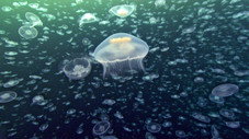 Créatures des profondeurs