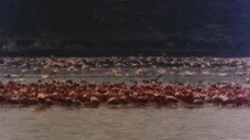 Les flamants roses ne volent que le mardi