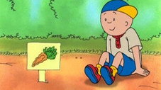 Caillou fait pousser des carottes