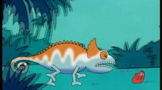 Madagascar - L'aye-aye