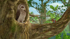 Le hibou grincheux