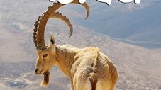 Episode Thumbnail