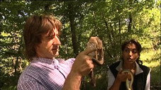 Les serpents : des reptiles qui ont du charme