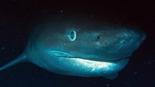 Le Requin du Jurassique