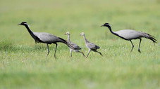 Les animaux des prairies