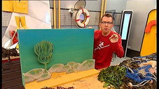 Les algues : une forêt sous la mer