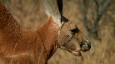 Arid Heart