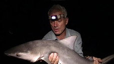 Requins d'eau douce